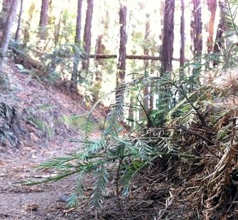 A young tree growing alongside the hiking trails